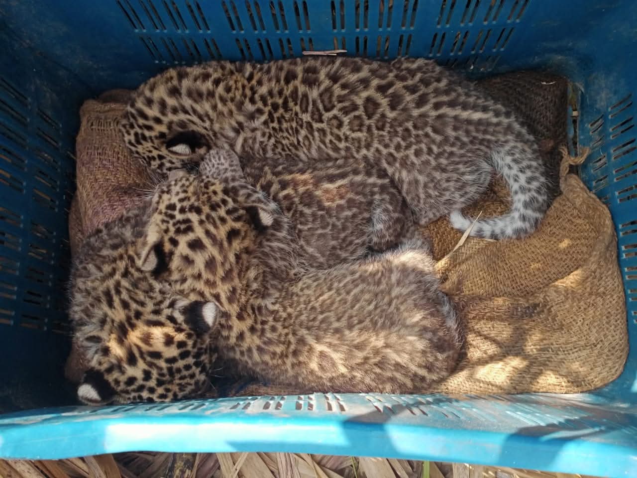 लाखनगाव येथे ऊसाच्या शेतात बिबट्याचे तीन बछडे आढळले