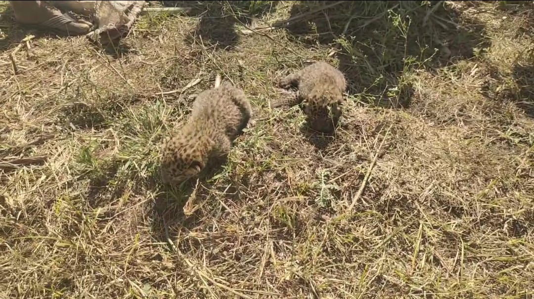 महाळुंगे पडवळ येथे ऊसतोड सुरू असताना सापडले बिबट्याचे बछडे