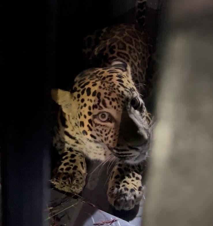 अवसरी खुर्द येथील वायाळ मळ्यात बिबटया जेरबंद