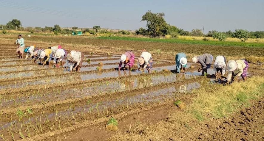 आंबेगाव तालुक्याच्या पूर्व भागात कांदा लागवडीची लगबग ; मजुरांसह, कांद्याच्या रोपाचा तुटवडा