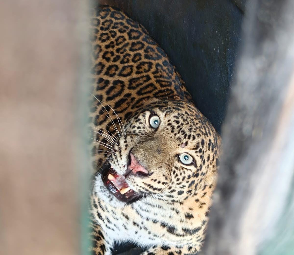 सुलतानपूर येथे वनविभागाने लावलेल्या पिंजऱ्यात बिबट मादी जेरबंद