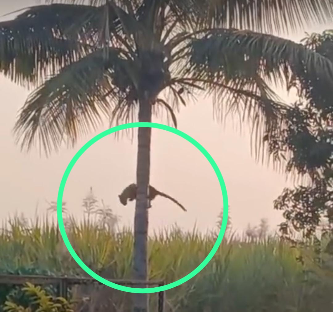 शिकारीचा पाठलाग करत बिबट्या चढला नारळाच्या झाडावर ; आंबेगाव तालुक्यातील पिंपळगाव खडकी येथील घटना